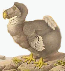 Dodo Bird