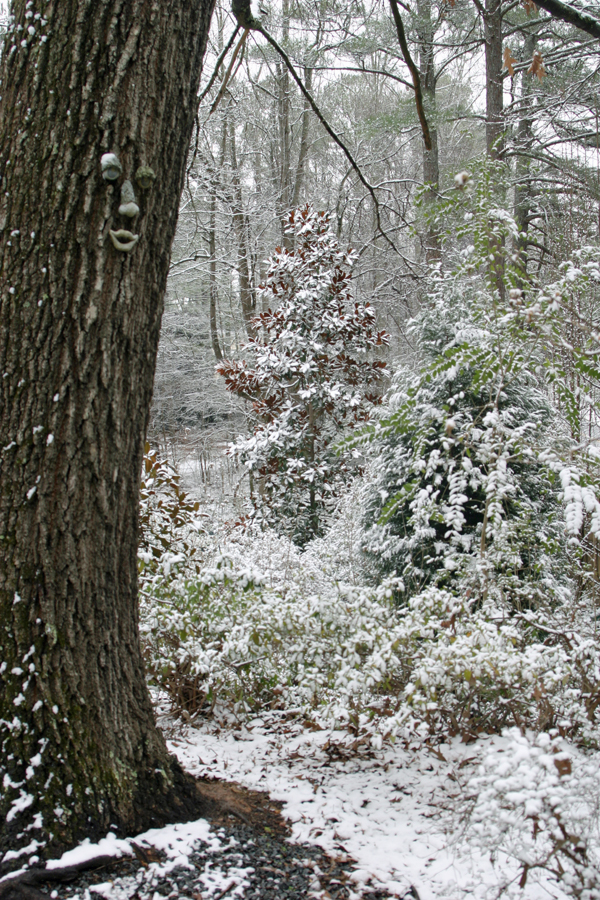 Snow Tree