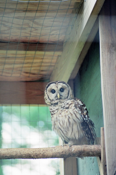 Owl