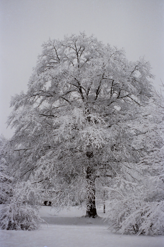 Snow Tree
