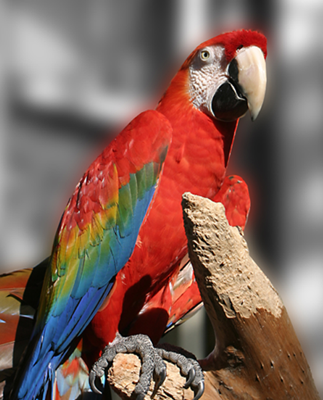Parrot