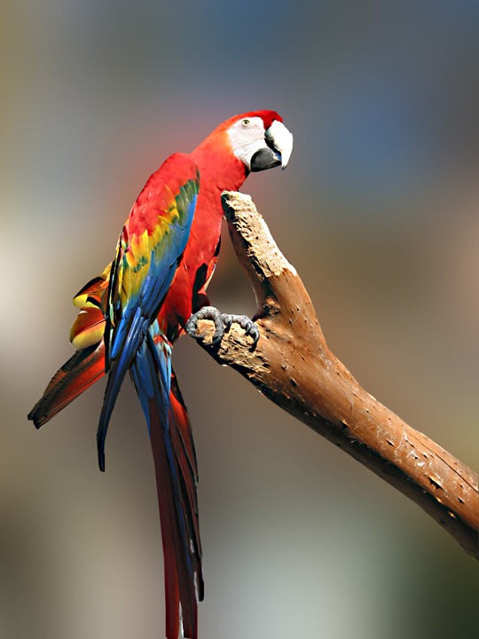 Bird2