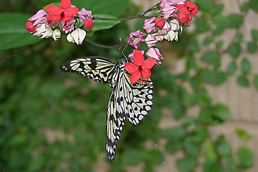 Butterflies