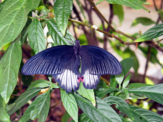 Butterflies1