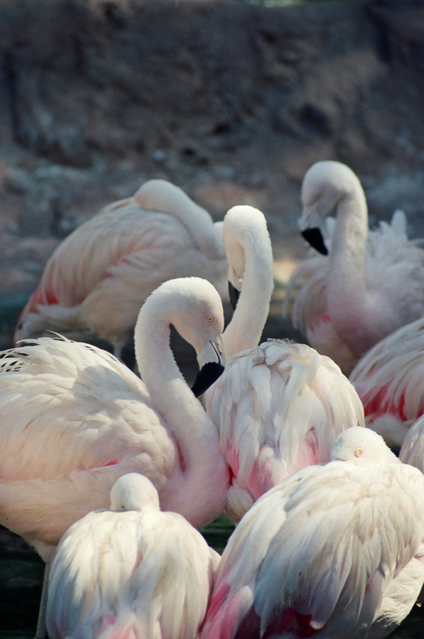 Flamingos