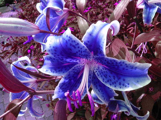 Floral