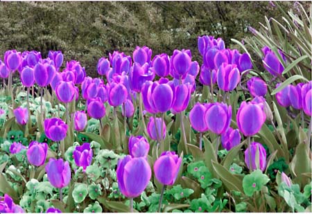 Tulips