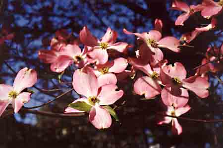 Floral Dogwood