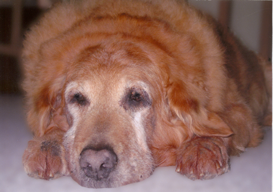 Lazzy Doggie