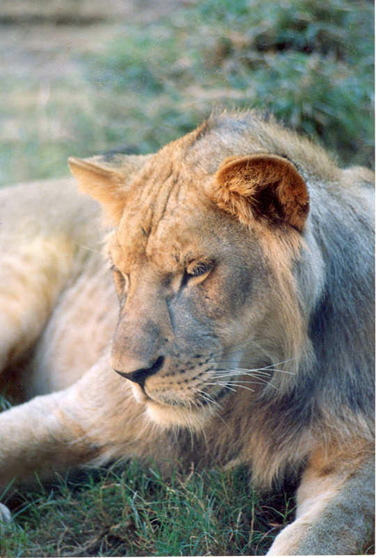 Sleeping Lion