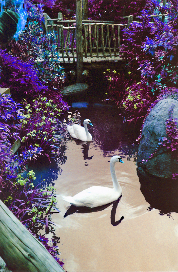 Swans Art