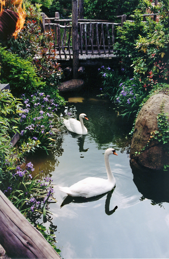 Swans