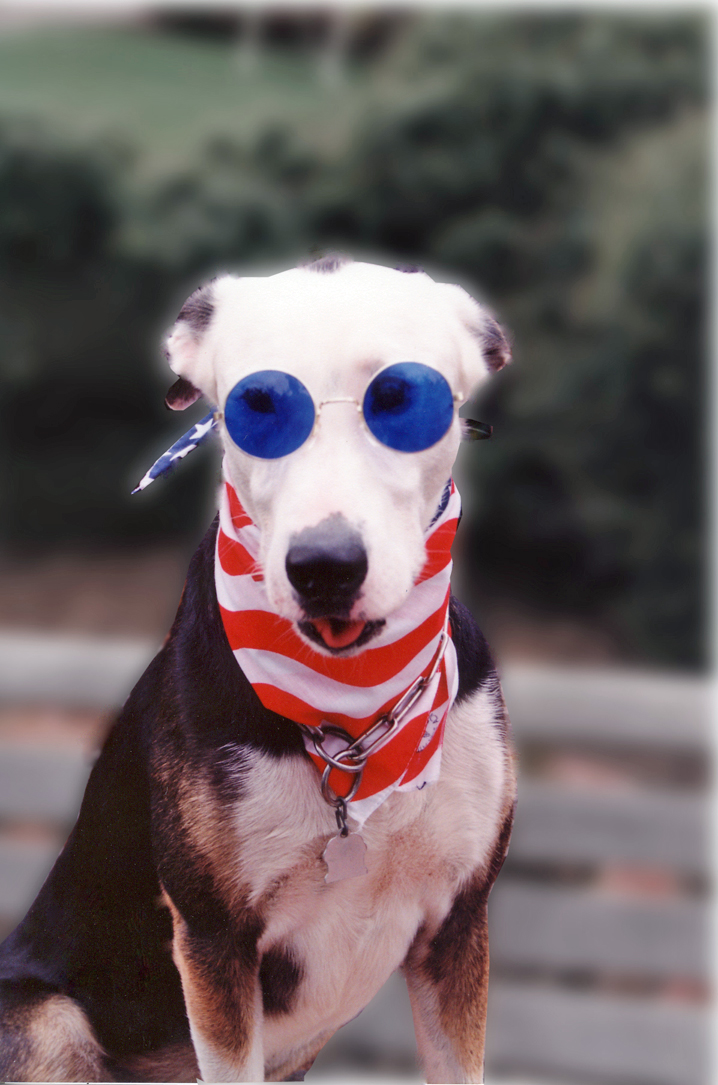 Yankee Doodle Doggie