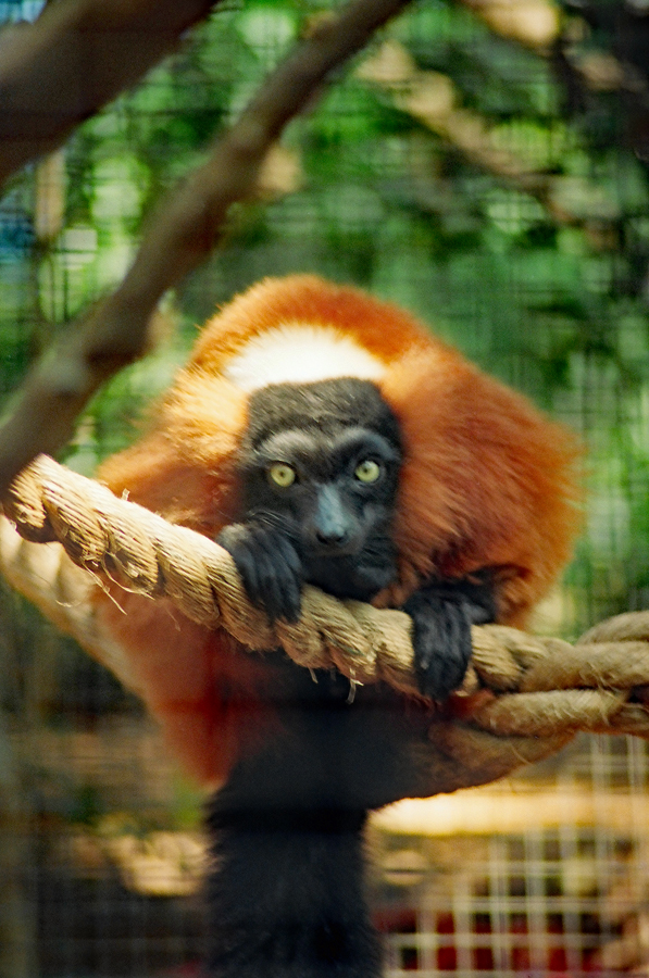 Animal