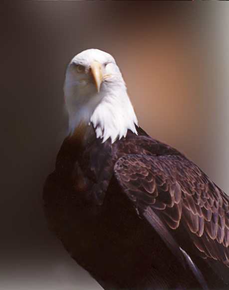 Eagle