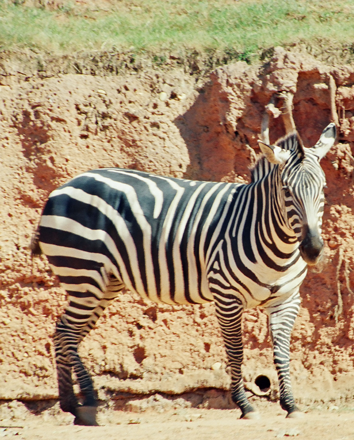 Zebra