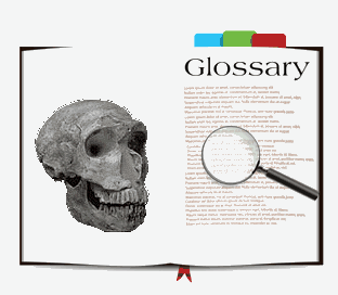 Glossary