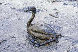 Olil Spills